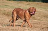 DOGUE DE BORDEAUX 398